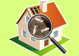Termite Inspection
